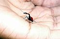 028 Giraffe necked beetle